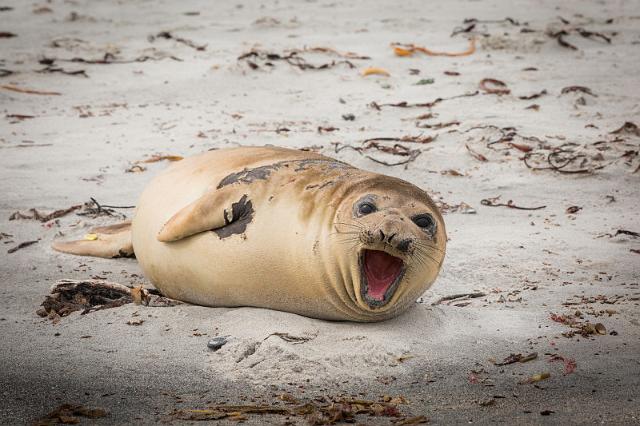 032 Falklandeilanden, Sea Lion Island, zeeolifant.jpg